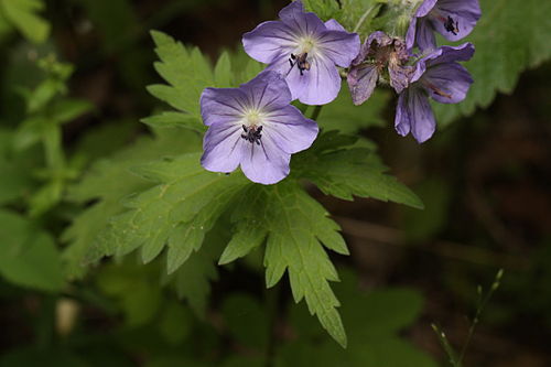 Geranium erianthum